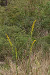 Seaside goldenrod